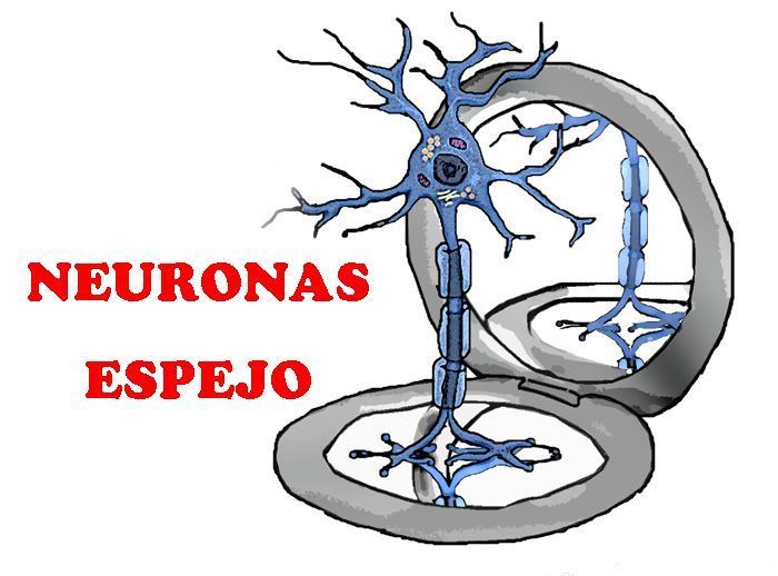 neuronas espejo
